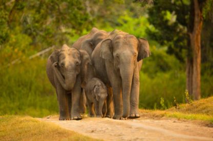 Affordable taxi Ooty