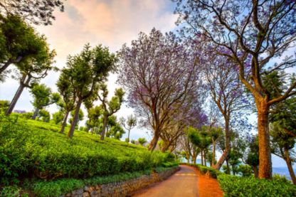 Car rental Ooty