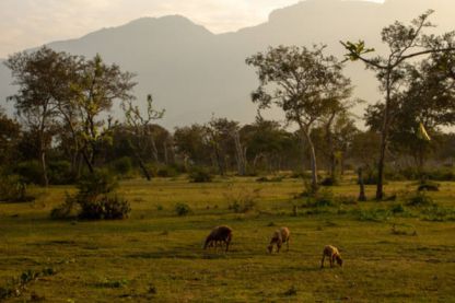 Elk Hill trek Ooty